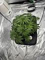 Middle of week 5