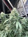 White Widow (auto)