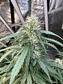 Cake Crasher (auto)
