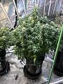 Cake Crasher (auto)