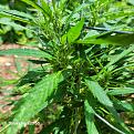 Hermie?
