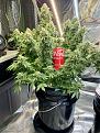 White Widow