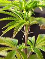 Plant2-1