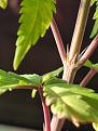Plant2-2