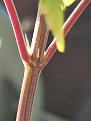 Plant2-3