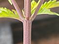 Plant3-1