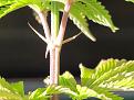 Plant3-2