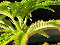 Plant3-3