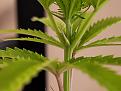 Plant4-2