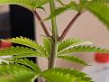 Plant5-2