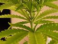 Plant5-3