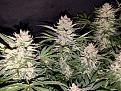 AGE x Orange Zkittles