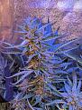 AGE x (Red CBD x OZ)