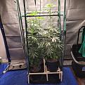 2nd grow 4 plants photo #1