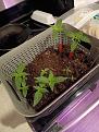This is my little jungle of starters