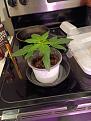 Tray watering