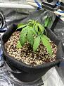 Haze XL auto