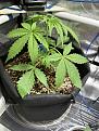 GG4 auto