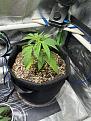 Haze XL auto