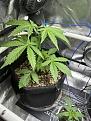 GG4 auto