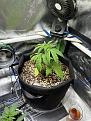 Haze XL auto