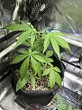 GG4 auto