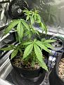 GG4 auto