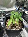 Haze XL auto