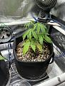 Haze XL auto
