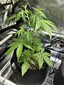 GG4 auto