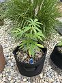 Haze XL auto