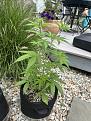 GG4 auto