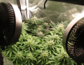 Limoncello Haze and Afghani Amnesia