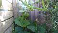 Pumpkin decided growing halfway up the fence was as good a place as any.