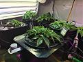 LST WORKS!
