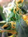 Trichomes on leaf stem
