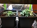 DAY 16 VEG