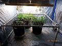 The smaller plant will not be part of the scrog.