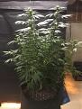 Orig Skunk1, a free seed, very vigorous plant.