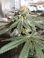 Strain is Nurse Jackie or Tardis