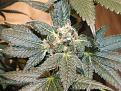 Strain is Nurse Jackie or Tardis