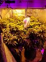 Sean this is my bloom side of room it has 4 plants in it as you can see not much room for more plants