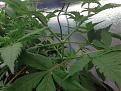 different plant.