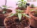 March 1_this is all three strains.
did't take individual portraits at this time.