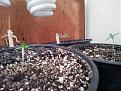 Seedlings in 1 gallon pot