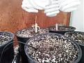 Seedlings in 1 gallon pot