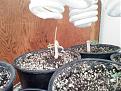 Seedlings in 1 gallon pot