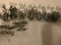 48g #1 Bud, 25g #2 Bud, 27g #3 Bud