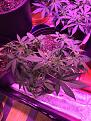 Pulled her down today and will keep her trained like this.  The middle canopy starting to reveal itself.