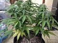 Plant A